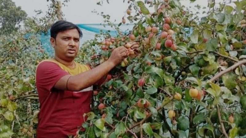 কেশবপুরে বাণিজ্যিকভাবে বরই চাষে লাভবান কৃষক