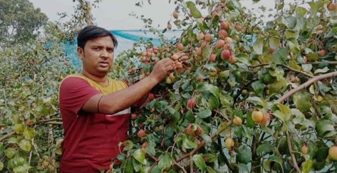 কেশবপুরে বাণিজ্যিকভাবে বরই চাষে লাভবান কৃষক